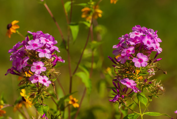 盛开的鲜花：春夏花园图片下载