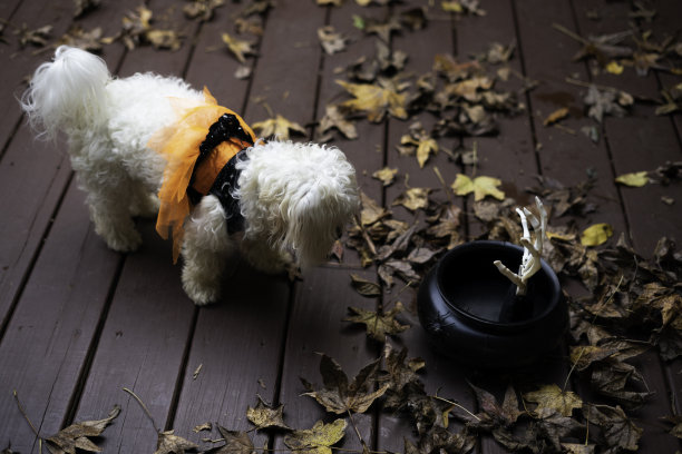 万圣节装扮的马耳他犬好奇的吓人的手图片下载