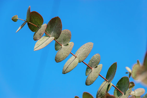 蓝桉树(拉丁文eucalyptus globulus)是蓝天下的常青树。图片下载