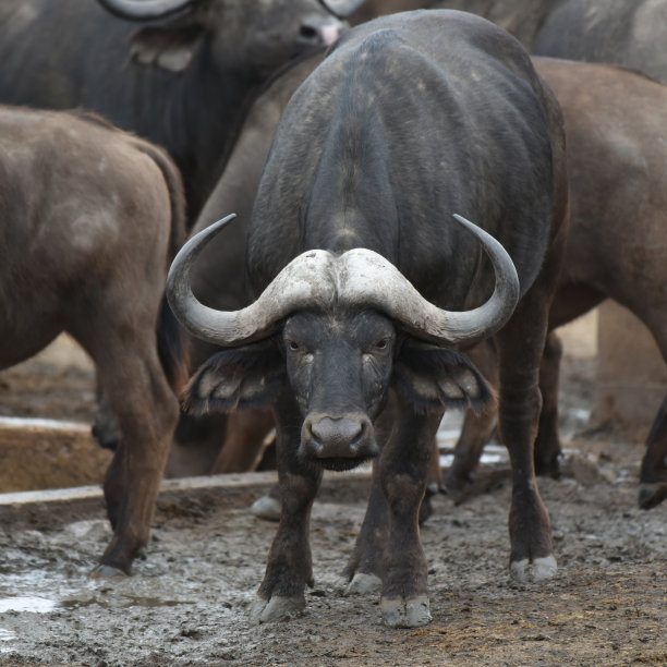 在克鲁格国家公园，一群开普敦水牛聚集在水坑周围图片下载