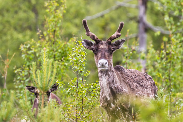 驯鹿牧场主tarandus幼鹿和母亲图片下载