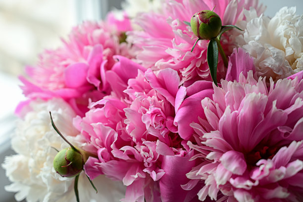 浪漫的横幅，精致的白牡丹花特写，选择性聚焦。芬芳的粉色花瓣图片下载