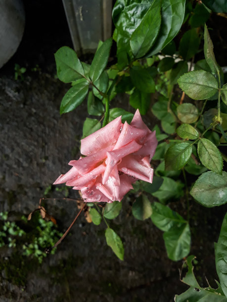 花园玫瑰在早晨种植照片图片下载