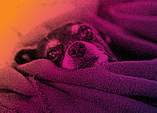 被宠爱的吉娃娃，懒洋洋地躺在床上图片下载