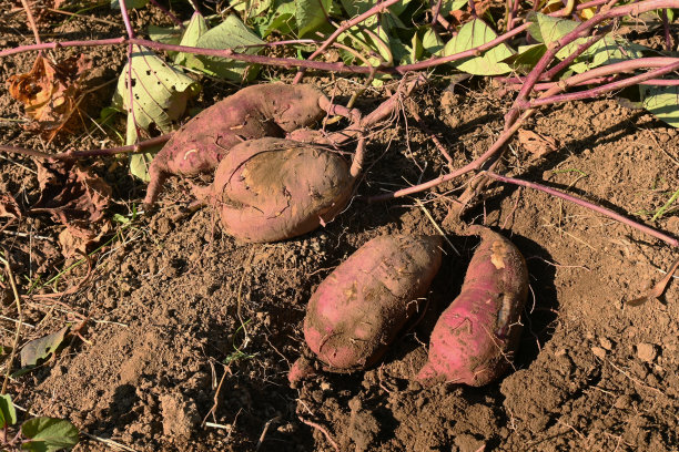 红薯在蔬菜园内的栽培。收割工作。图片下载