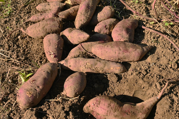 红薯在蔬菜园内的栽培。收割工作。图片下载