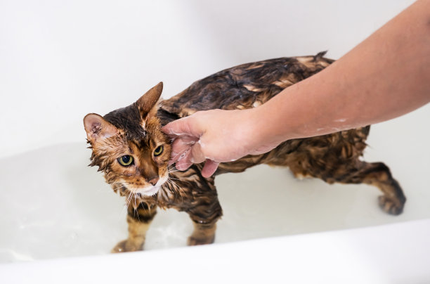 洗澡时有趣的孟加拉湿猫。猫洗。图片下载