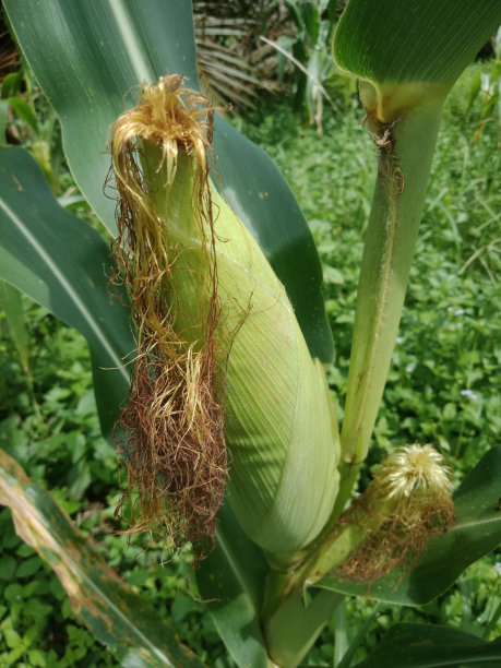 田野里的绿色玉米图片下载