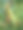 绿色玉米或玉米(jagung)在田里图片下载
