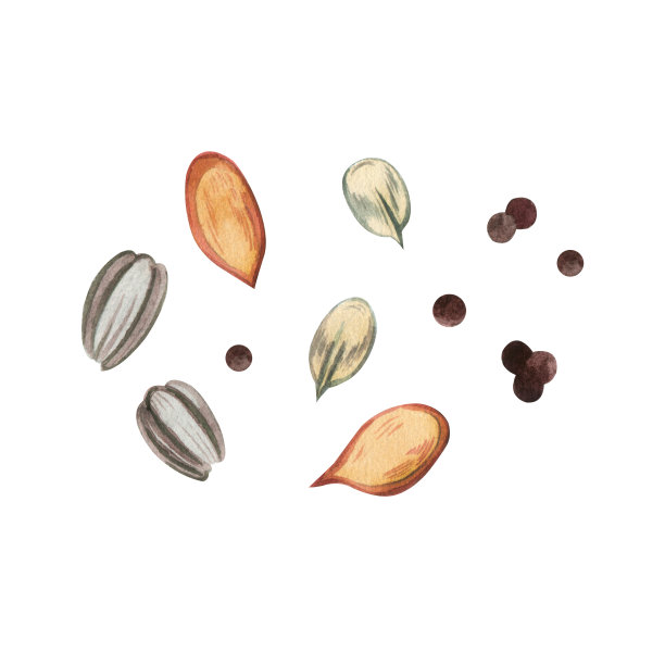 水彩集室内和花园花卉和植物的种子，所有的元素都是在白色背景上手绘水彩。适合印刷在包装上，书。图片下载