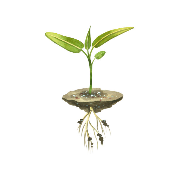 在白色背景上，用水彩画的绿色花朵与根系和土壤一起发芽。所有的元素都是手绘在纸上的水彩画。适合印刷、设计、剪贴簿。图片下载