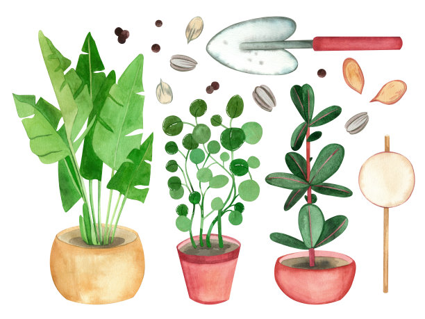 一组水彩元素。室内榕树、棕榈树、金钱树、花籽、铲土、白底手绘水彩画。适合印刷、剪贴簿图片下载
