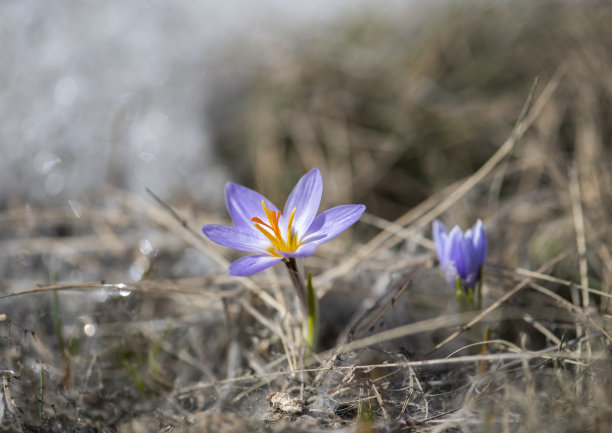 早春雪花莲的特写，花朵的特写。微距照片图片下载