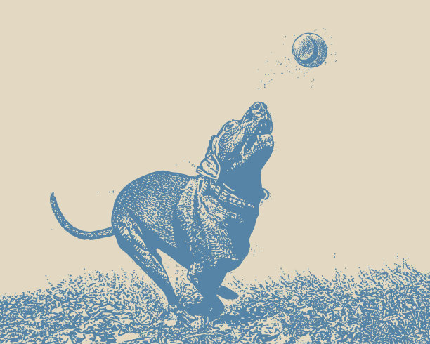 狗在追球图片下载