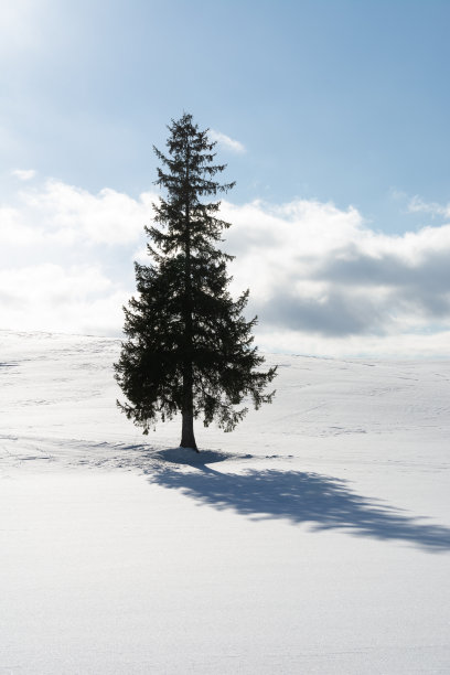 雪原上的一棵松树图片下载