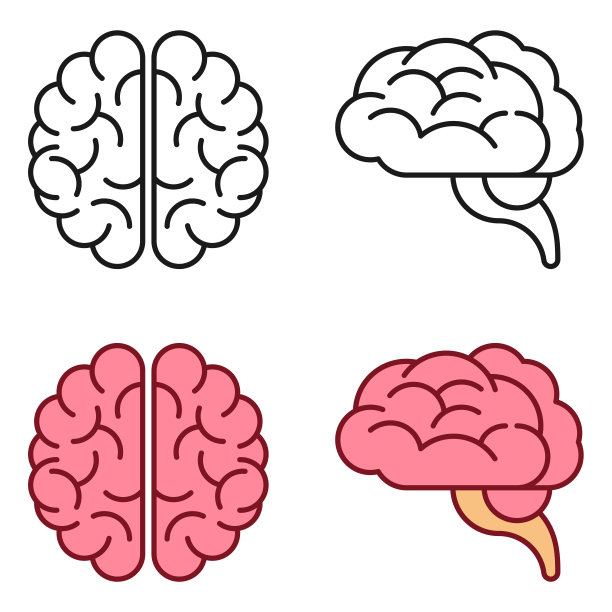 大脑矢量图标，侧视图和俯视图。图片下载