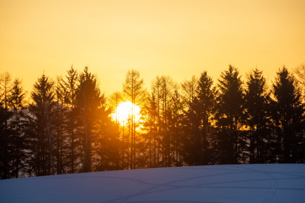 松树林和冬天黄昏时山上的日落图片下载