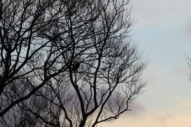 秋天的一棵光秃秃的树，所有的叶子都落了，透过树枝可以看到美丽的日落图片下载