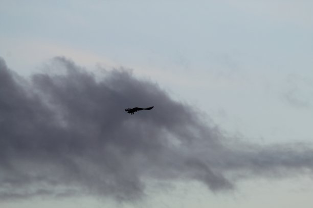 一只猫头鹰飞过Lunt Meadow自然保护区的剪影图片下载