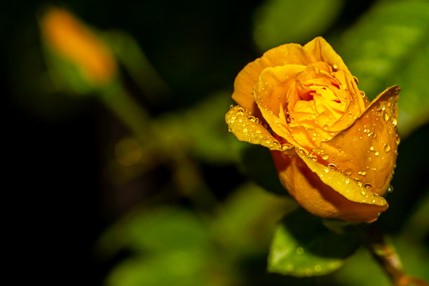 水滴在黄色的玫瑰花瓣上。水滴的微距照片。秋天的雨。图片下载