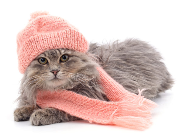 小猫穿着针织围巾和帽子图片下载