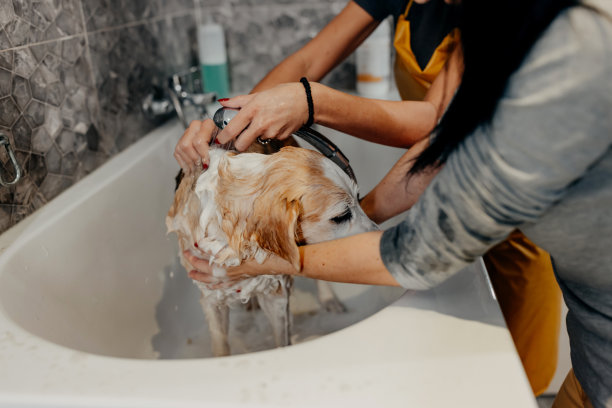 在美容院洗狗图片下载