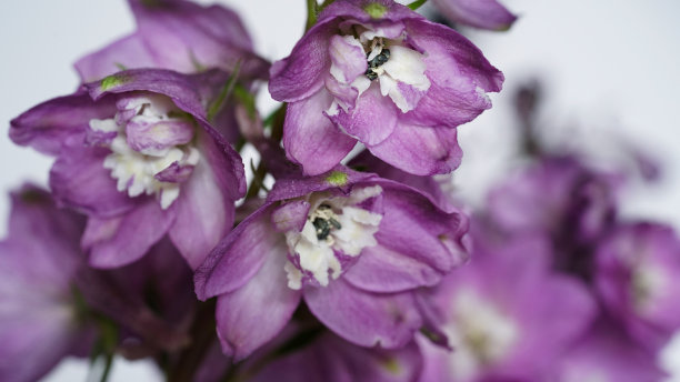 灰色背景下的紫色飞燕草树枝的特写照片，时令花朵在花园里盛开。美丽自然的横幅，婚礼卡片。夏日野花，复制空间，选择性聚焦。宏图片下载