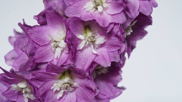 灰色背景下的紫色飞燕草树枝的特写照片，时令花朵在花园里盛开。美丽自然的横幅，婚礼卡片。夏日野花，复制空间，选择性聚焦。宏图片下载