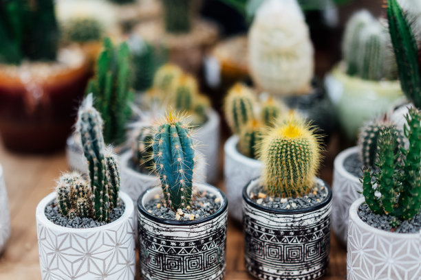 在植物商店的不同花盆里收集各种仙人掌植物。盆栽仙人掌。家居设计的流行趋势。家庭园艺概念。专辑里。选择的重点。图片下载