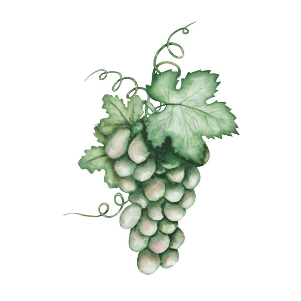 手绘绿葡萄的水彩插画。藤本植物，叶绿色，卷须绿色。甜甜的水果和浆果的秋收图片下载
