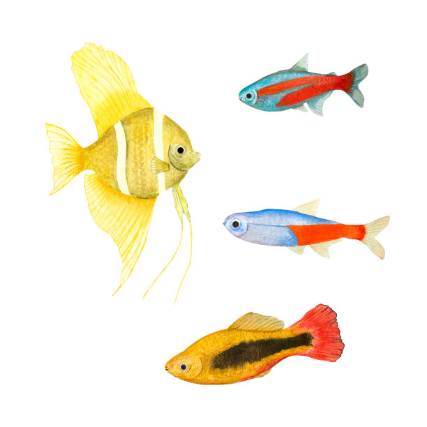 一组热带鱼，在水彩风格孤立在白色背景。天使鱼，霓虹四水鱼横幅，海报，印刷，明信片，纺织，模板，卡片水下剪纸图片下载