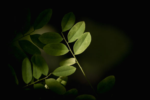 聚焦绿叶图片下载