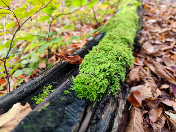 美丽的秋天背景，美丽的绿色苔藓发芽在树桩周围的金棕色的叶子躺在森林的地面上图片下载