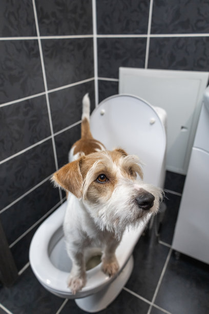 杰克罗素梗站在浴室的白色马桶上。背景中可见一个贝壳。狗狗撒尿拉屎图片下载