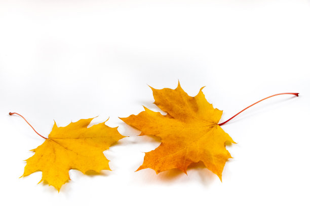 秋天的背景，枫叶在白色的背景。图片下载