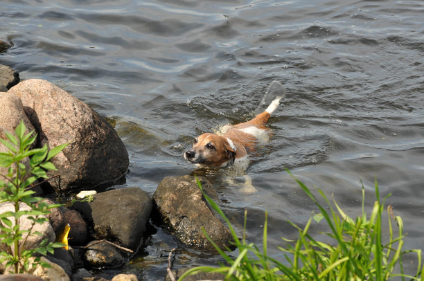 在一个阳光明媚的日子里，可爱的小狗游到了河边图片下载