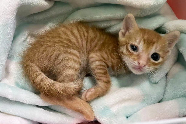 小猫眼睛感染看相机。前视图的猫与一只眼睛玻璃，眼泪和变色。猫眼因疼痛半闭。结膜炎，猫疱疹病毒或过敏。有选择性的重点。图片下载