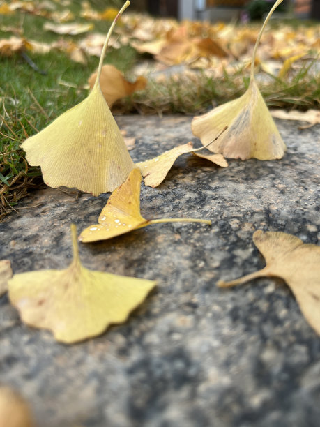 叶子金黄的银杏叶图片下载