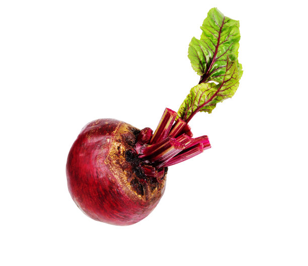 离叶的甜菜。图片下载