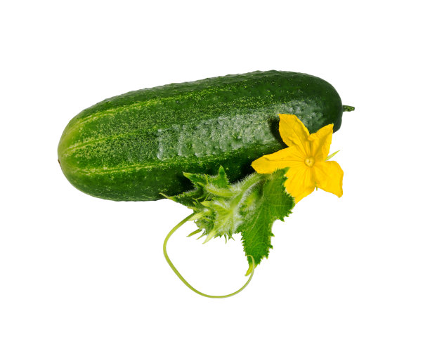 黄瓜离体在白色上。图片下载
