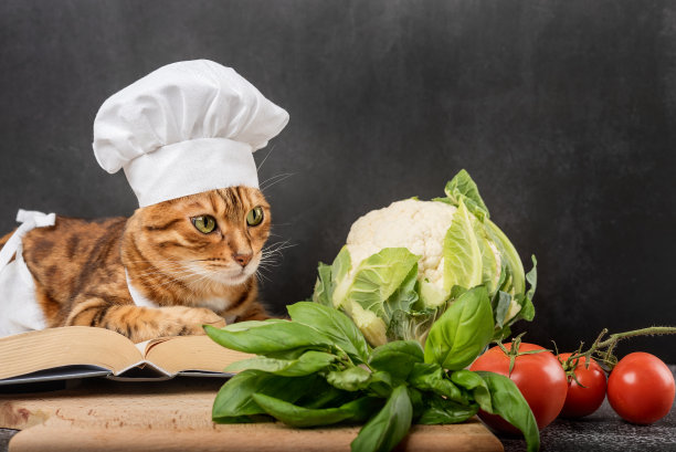 一只系着围裙的小家猫在读一本食谱图片下载