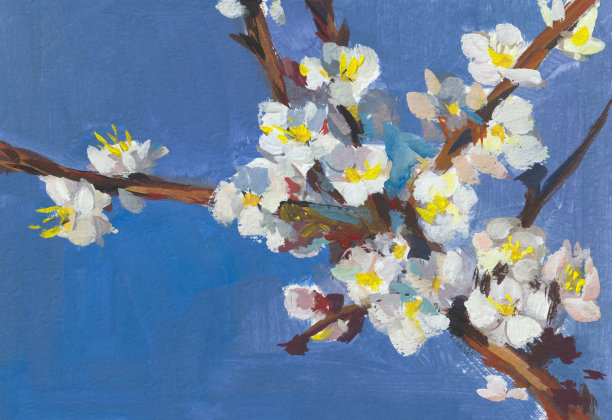 盛开的杏花水粉画。图片下载