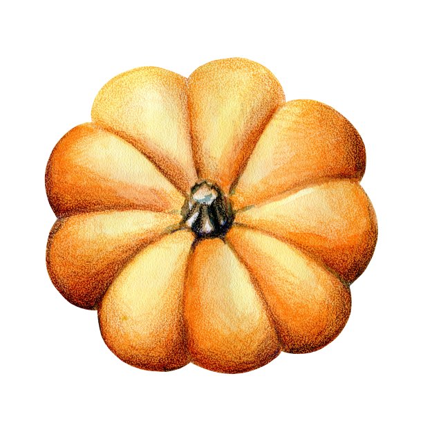 橙色明亮的大南瓜，俯视图，水彩插图，孤立图片下载