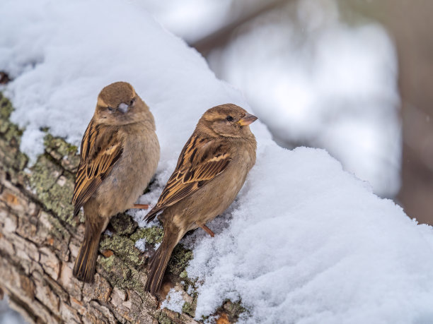 两只麻雀坐在没有叶子的树枝上。图片下载