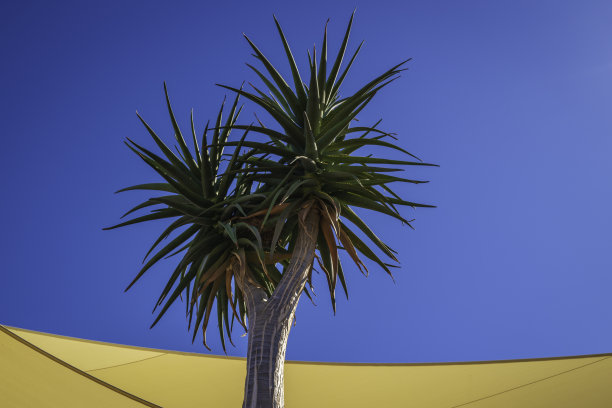 蓝天背景下的芦荟树图片下载