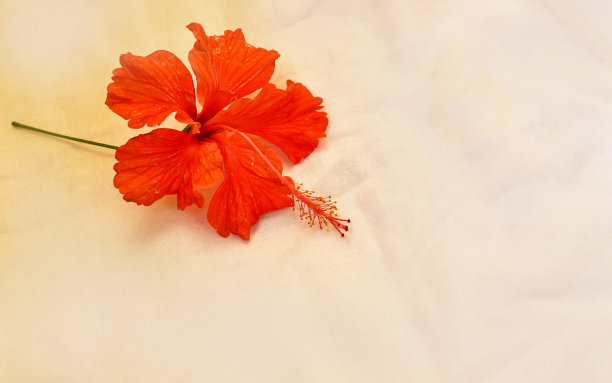 一朵孤立在白色背景上的红色芙蓉花。选择性对焦和浅景深图片下载