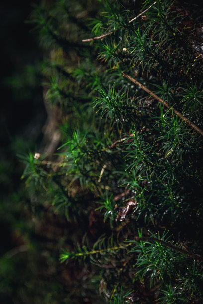 树干上的绿色苔藓，抽象而有质感的背景。图片下载