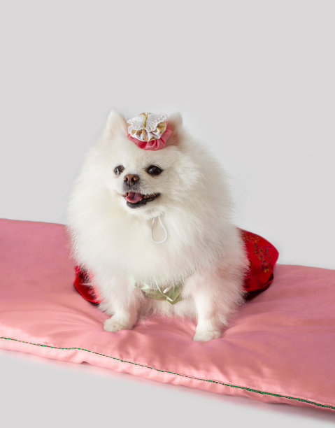 穿着韩服的白色波美拉尼亚小狗趴在韩国传统垫子上微笑。韩国的节日概念。孤立的白色背景。图片下载