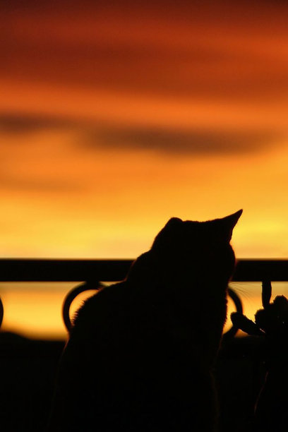 猫的剪影图片下载