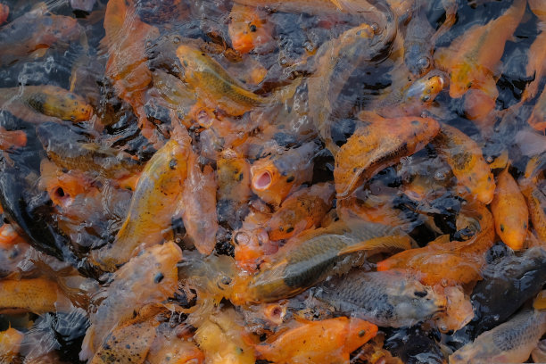 橙色锦鲤在水里图片下载